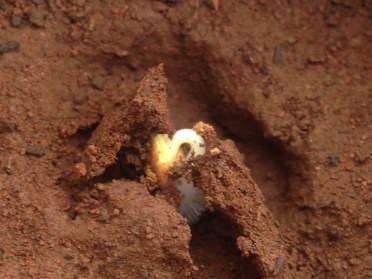 0518239_4250728_11092014_Germination