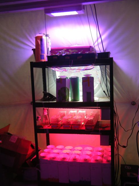 Our main plant culture setup.