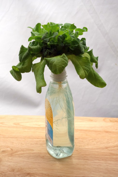 Lettuce in a bottle